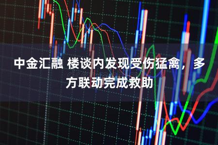 中金汇融 楼谈内发现受伤猛禽，多方联动完成救助
